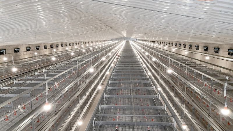超高层叠养鸡技术养鸡业刷新