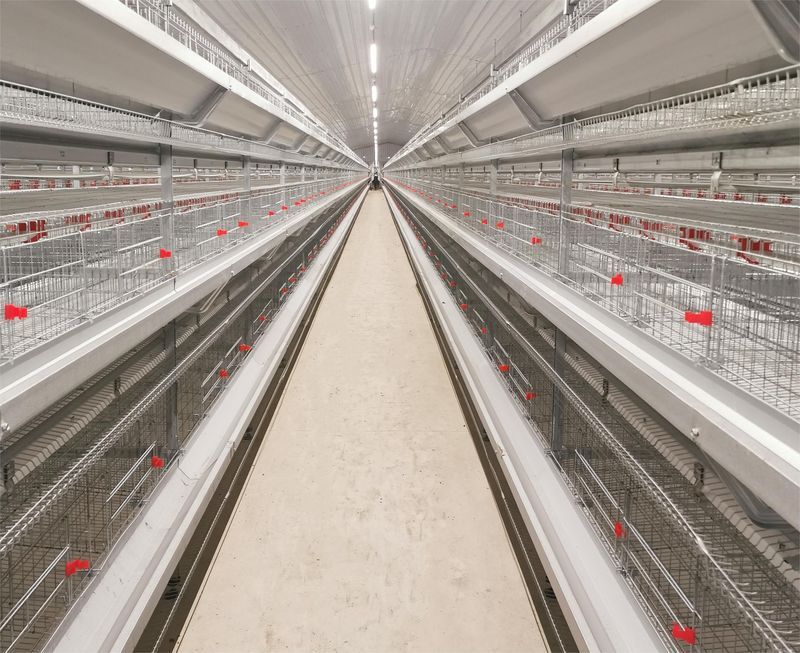 超高层叠养鸡是一种什么豢养方式？