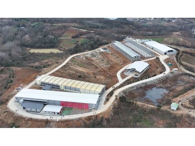 助力蛋鸡养殖降本提效 | 陕西秦巴大凤青年鸡项目启动典礼圆满落成！